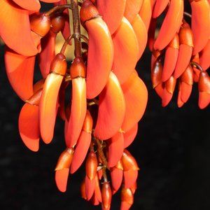 Photography Peppers 8 X 10 print.